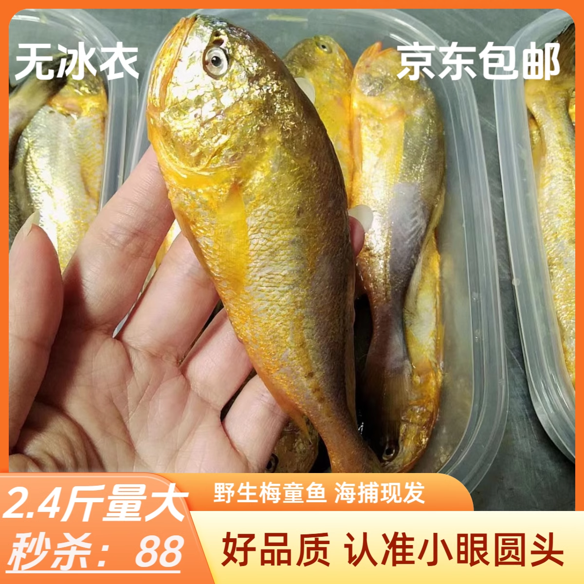 梅子鱼大头新鲜当天海捕野特级梅子鱼大头梅童鱼大头宝鱼