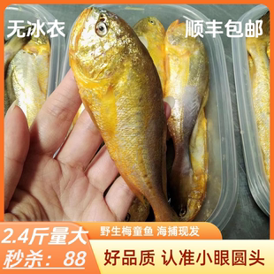 梅子鱼大头新鲜当天海捕野特级狮头鱼梅子鱼大头梅童鱼大头宝鱼