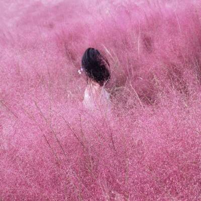网红粉黛乱子草花种子多年生观赏毛芒乱子草粉米利草庭院花卉种籽