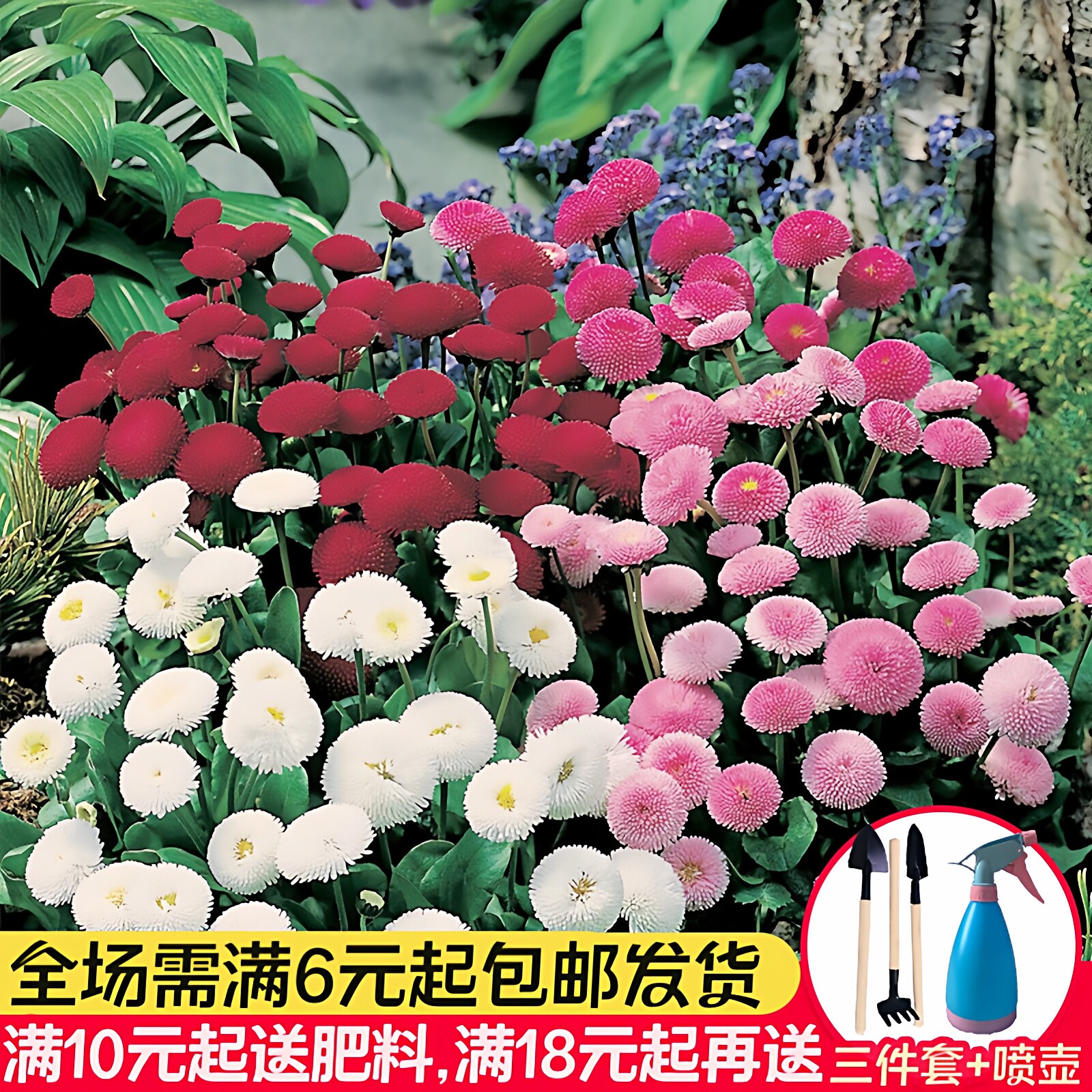 小雏菊花种子四季开花易活室内外盆栽花卉植物庭院洋甘菊花种籽子