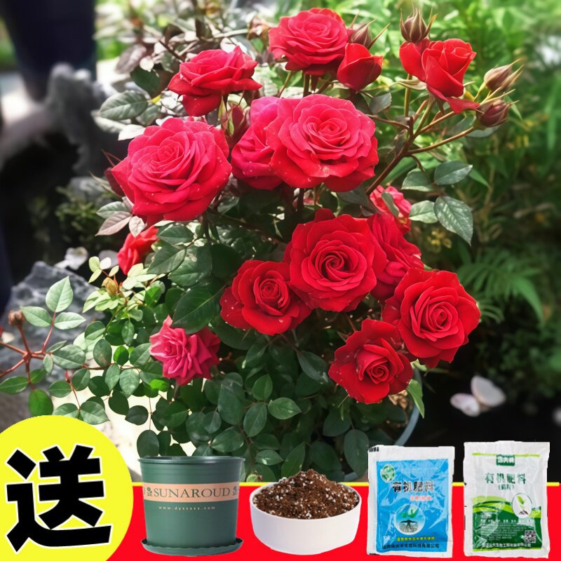 玫瑰花种子四季开花易活花种籽子室内外盆栽花卉植物庭院鲜花种孑