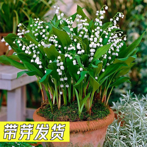 铃兰花苗盆栽浓香花卉带芽铃兰绿植阳台室内外风信子芳香当年开花