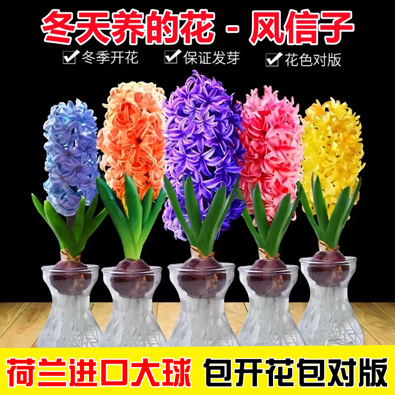 风信子种球水培带芽大球好养活室内外阳台盆栽花卉植物土养郁金香