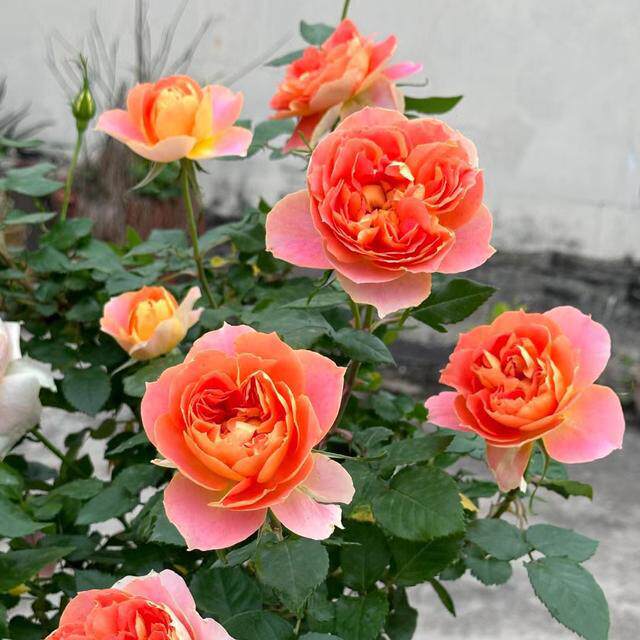 惠惠的花园灌木月季 南瓜灯笼 自带美人尖双色渐层阳台庭院花苗