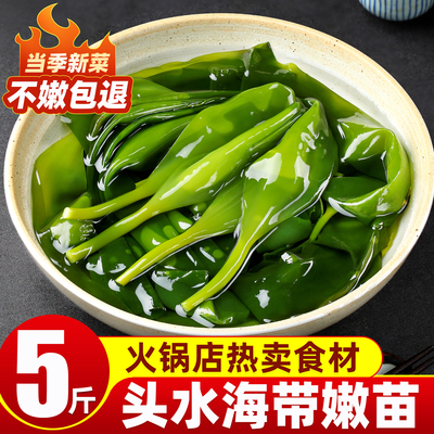 新鲜嫩苗海带苗霞浦特产级