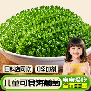 盐渍海葡萄新鲜儿童水葡萄绿色鱼子酱海藻凉拌菜海葡萄爆珠浆海草