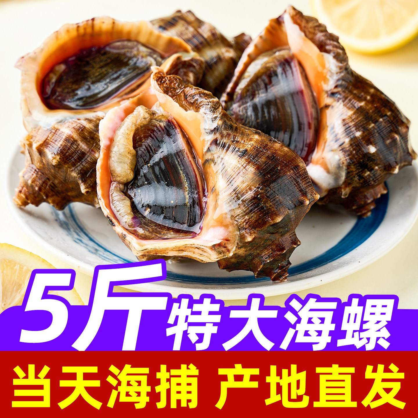 海螺鲜活海螺特大号大海螺肉新鲜海鲜水产现捕现发大海螺京东包邮