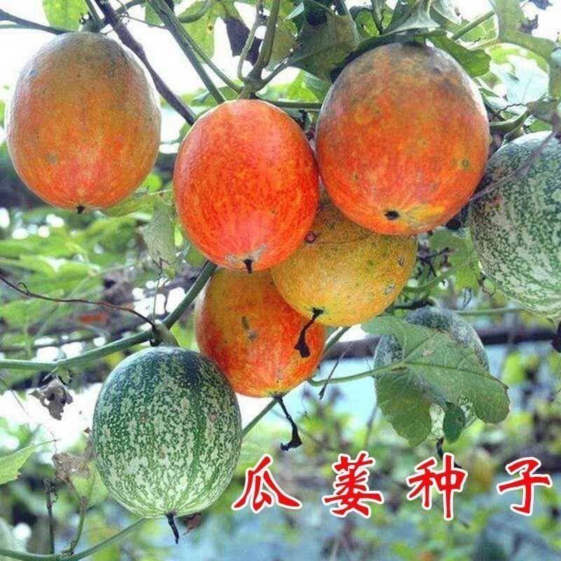 瓜蒌子吊瓜种苗种苗正品瓜萎野生瓜蒌果种子吊瓜种子家庭庭院耐寒