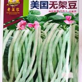 美国无架豆角种子高产盆栽庭院早熟四季 豆角矮生不用搭架蔬菜种子