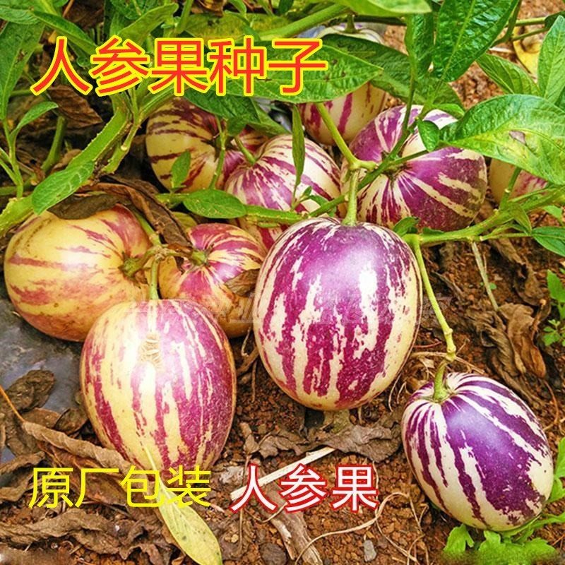 人参果盆栽高产种子原厂