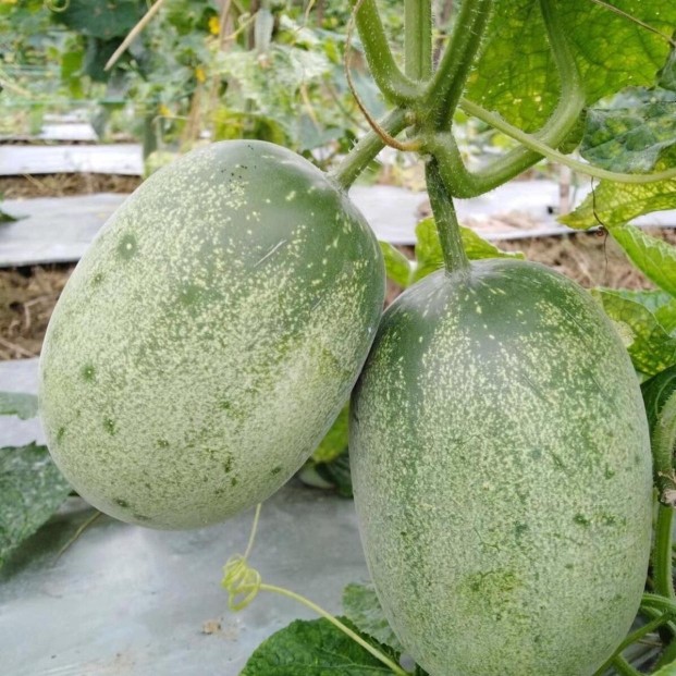 云南山黄瓜种子西双版纳脆嫩爽口生吃瓜个大皮薄黄瓜种籽