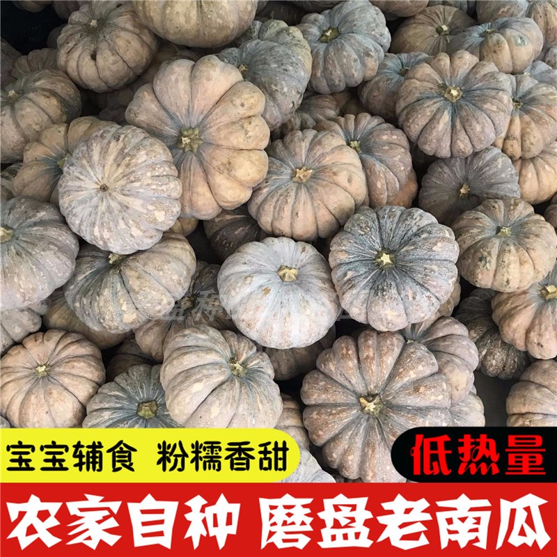 大磨盘南瓜种子 老品种南瓜 可自留种南北方可种原
