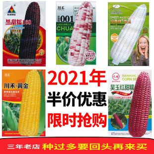 甜糯黑玉米种子 苞谷种彩色水果玉米种籽 早熟高产包谷南北方种籽
