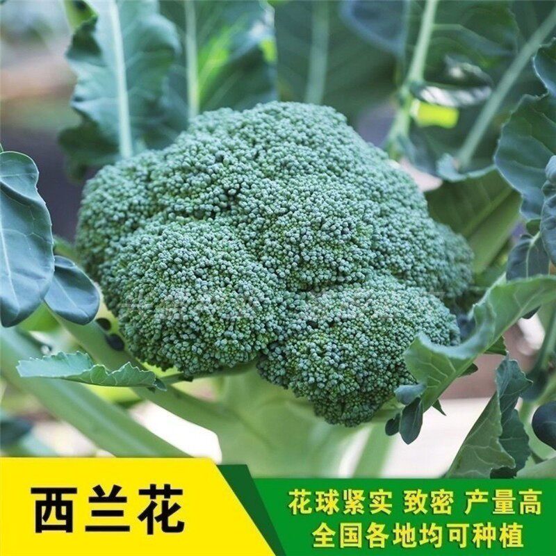 西兰花种籽 西兰花种子 有机蔬菜 青甘蓝包菜花菜种籽 西兰花籽孑