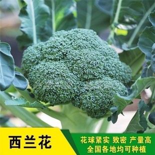 西兰花种籽 西兰花种子 有机蔬菜 青甘蓝包菜花菜种籽 西兰花籽孑