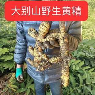 野生新鲜鸡头姜黄精2斤九蒸九晒多花黄精干货九制黄精 正品无糖