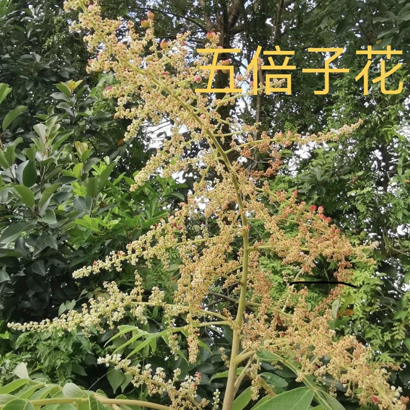 蜂农小姜蜂蜜f无加工 500g2挤压瓶  五倍子蜜槐花蜜荆条蜜枣花