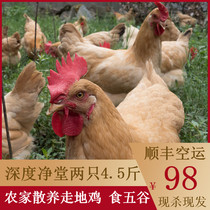 土鸡农家散养野外正宗月子鸡2250g老母鸡2只装草整鸡现杀新鲜冷冻