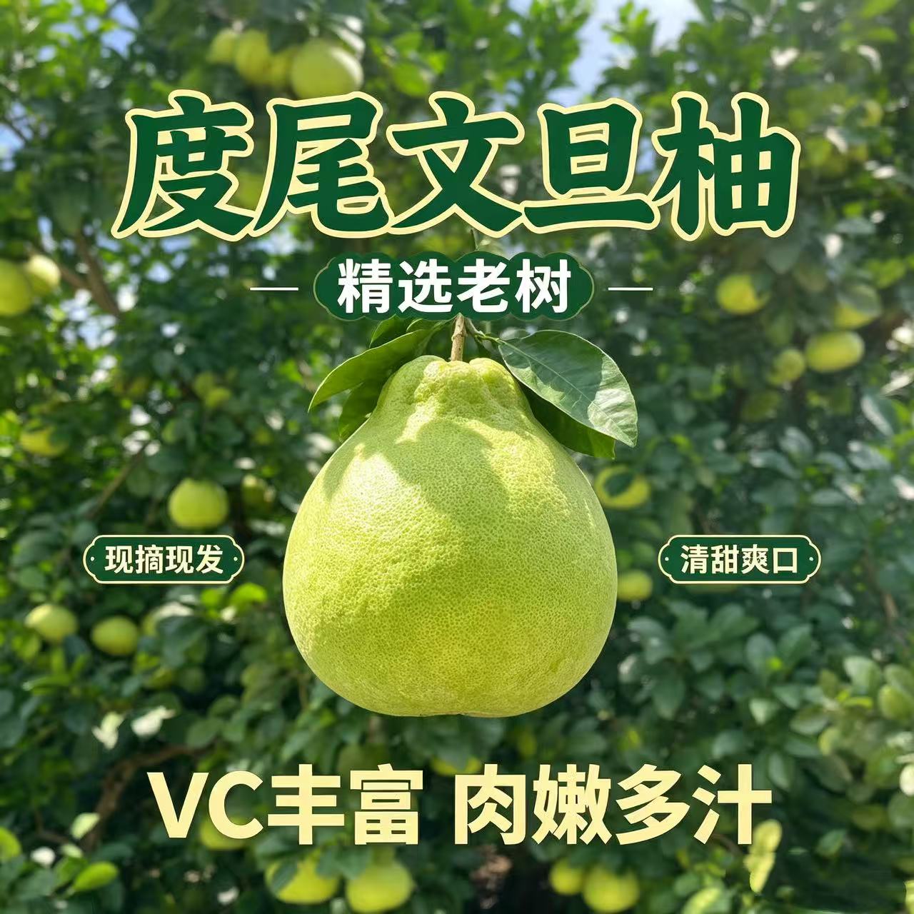 福建仙游度尾红心文旦柚现摘