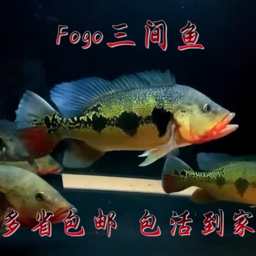 Fogo三间鱼 活体红龙鱼混养配鱼淡水热带鱼活鱼观赏鱼火焰三间鱼