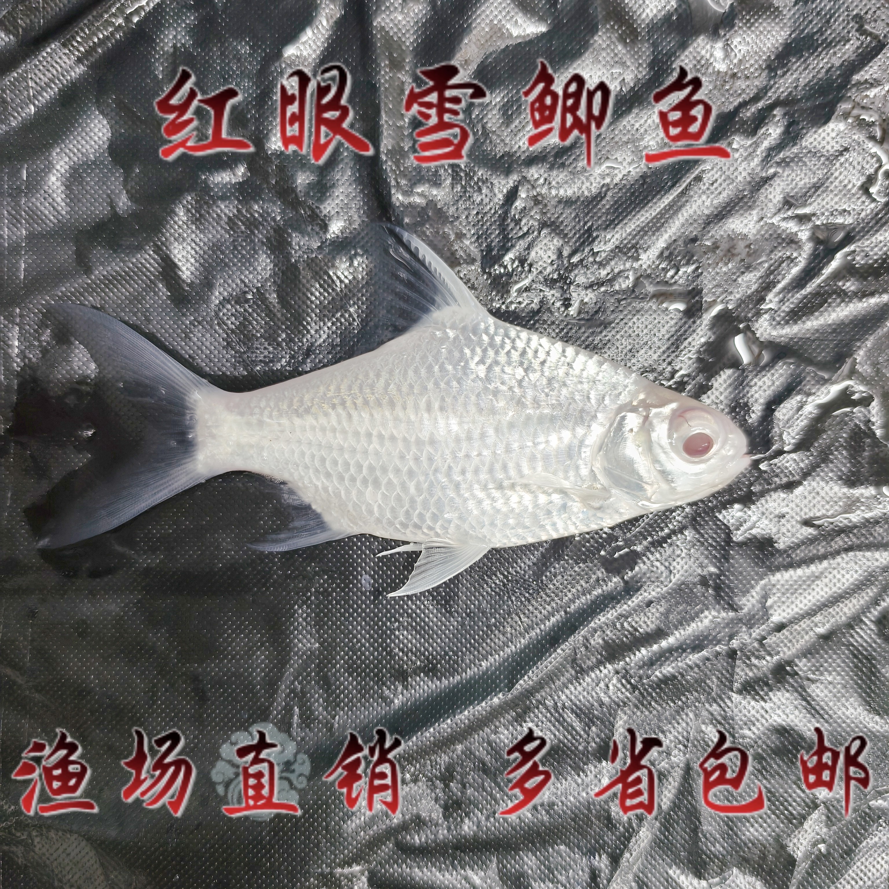 泰国红眼雪鲫鱼活体热带鱼泰国鲫鱼