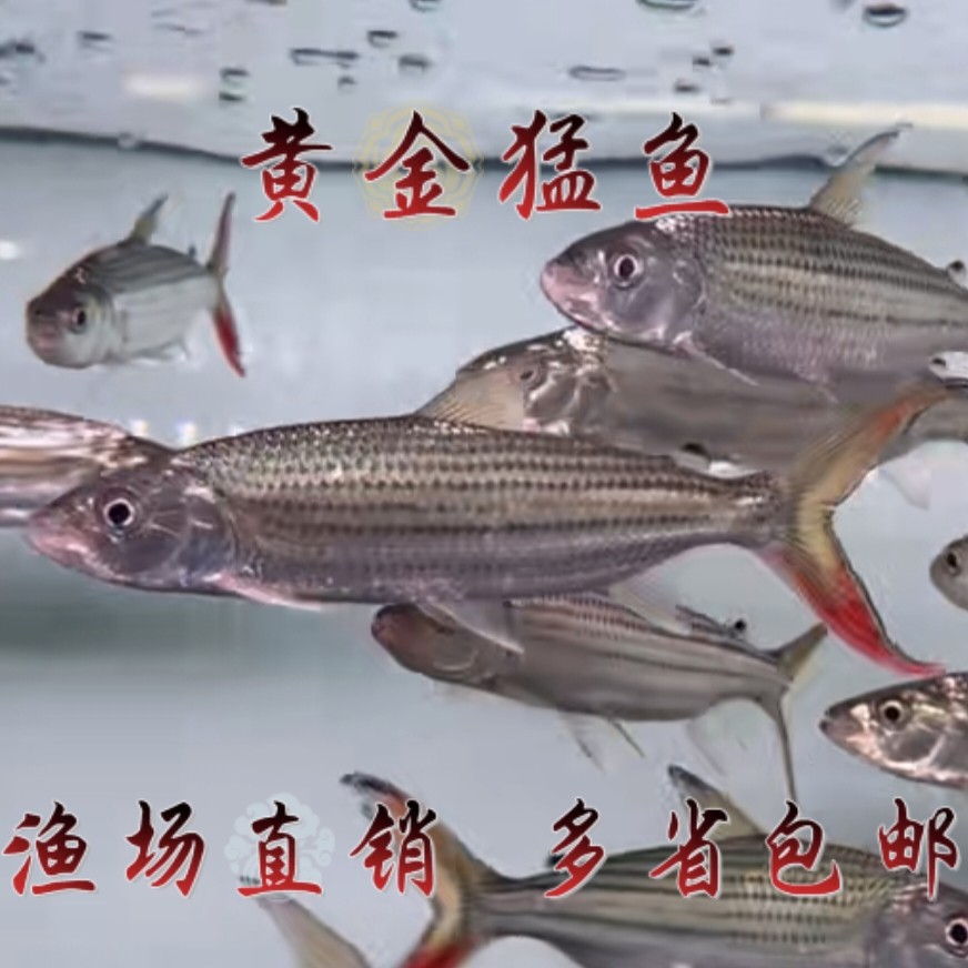 黄金猛鱼 白金猛鱼 加拉辛猛鱼中大型凶猛鱼龙鱼配鱼热带鱼观赏鱼