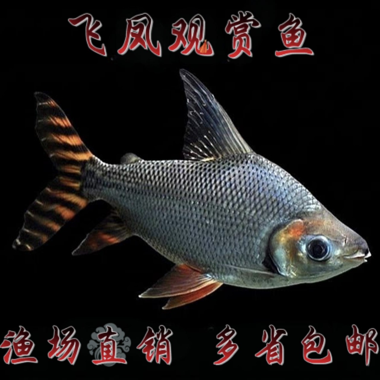 飞凤鱼观赏鱼红龙鱼配鱼活鱼热带鱼