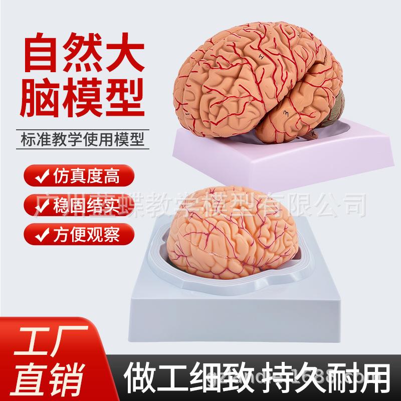 人体脑构造解剖模型 9部件脑解剖有标识 大脑神经结构解剖模型