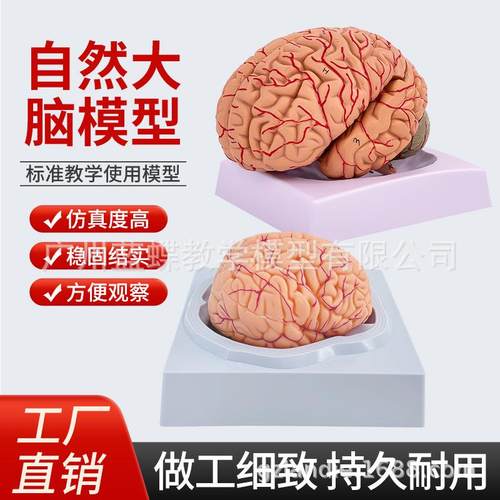 人体脑构造解剖模型 9部件脑解剖有标识 大脑神经结构解剖模型
