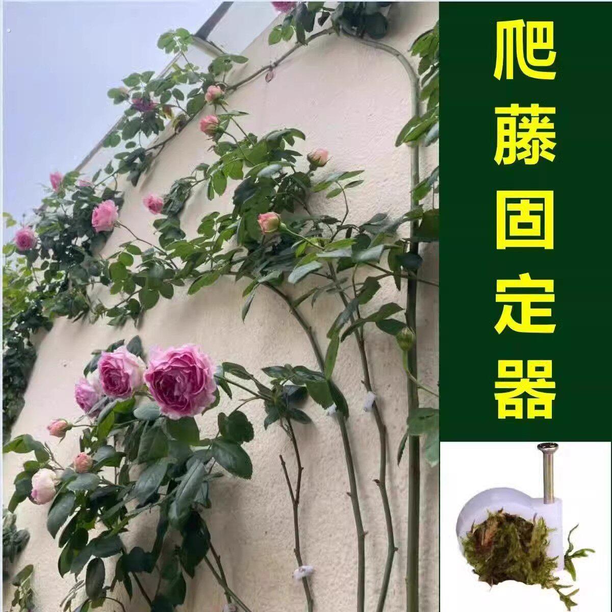 户外蔷薇固定藤本月季植物枝条挂墙面贴藤蔓园艺攀爬墙钉牵引卡扣