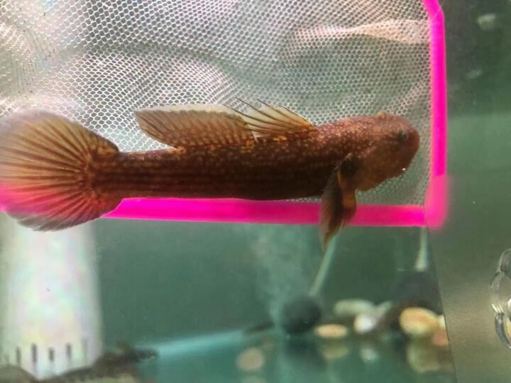 短棘纹缟虾虎鱼原生鱼冷水鱼斗鱼虾虎届的平头哥