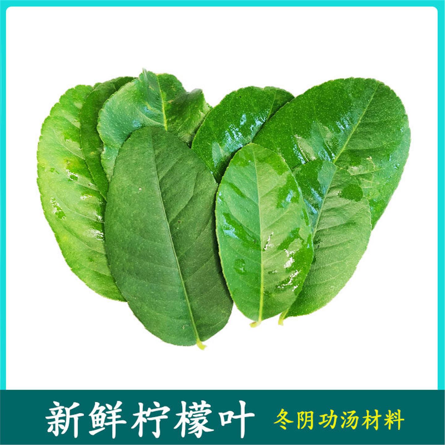 新鲜柠檬叶青柠叶 泰国冬阴功汤叶菜类