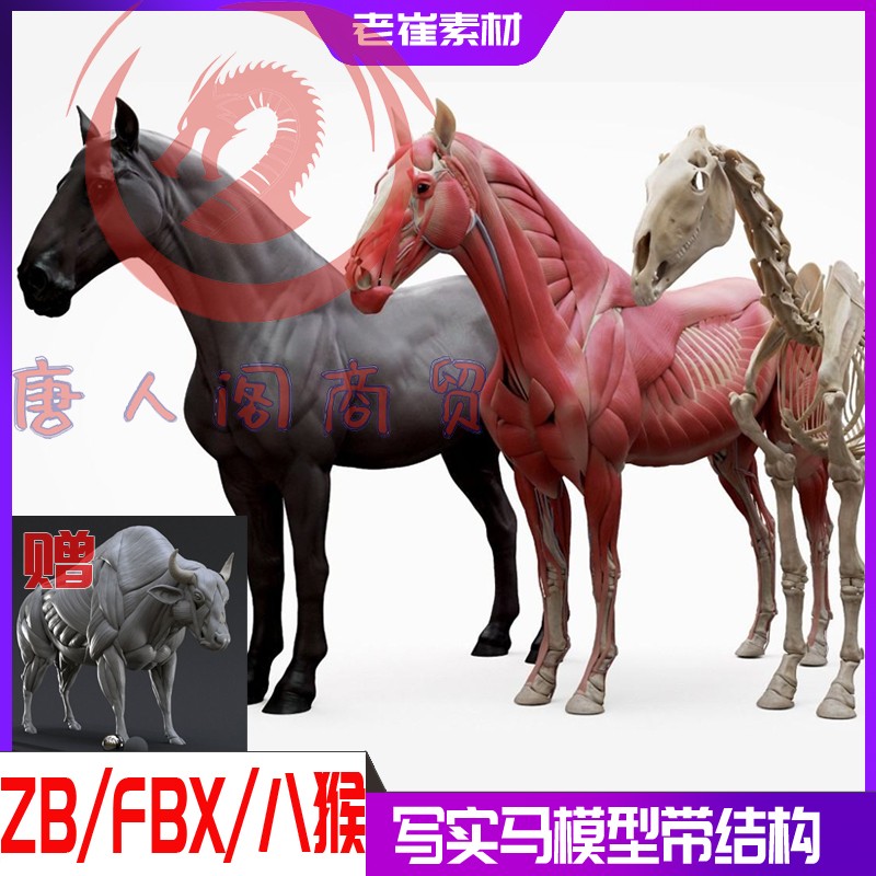 zbrush马肌肉骨骼解刨模型zb艺用模型3d打印fbx写实动物马牛模型