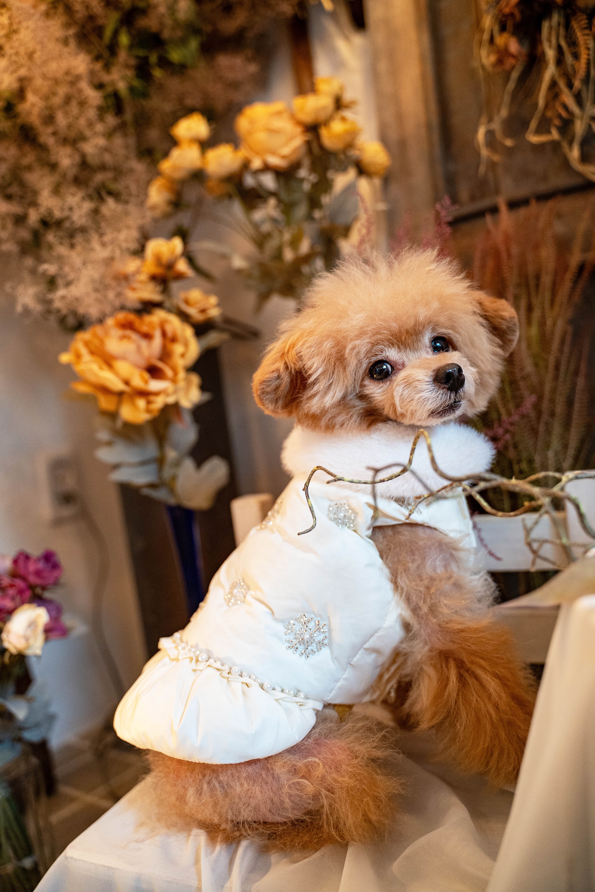 魅意Glamourism日本品牌宠物服装 薇妮莎 羽绒背心 优雅柔软保暖