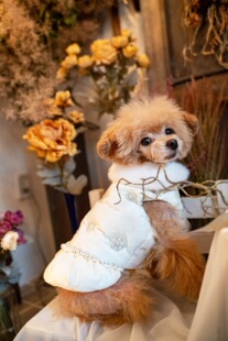 魅意Glamourism日本品牌宠物服装 薇妮莎 羽绒背心 优雅柔软保暖