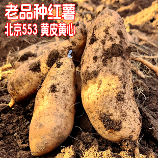 老品种北京553红薯卢龙红薯北京红地瓜2025鲜薯蜜薯黄皮黄瓤黄心