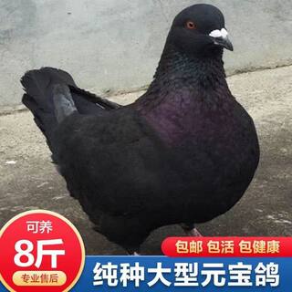 巨型特大体活体正宗元宝鸽子观赏鸽一公一母纯种成年种鸽一对活物