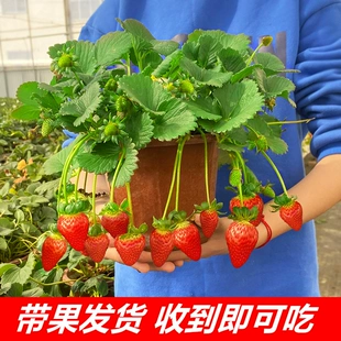 草莓苗盆栽四季 草莓带果食用丹东阳台奶油草莓苗秧带土带盆种植苗