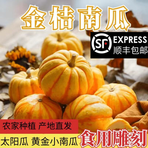 新鲜金桔南瓜黄金小南瓜食用小金瓜迷你板栗味可雕刻金贝贝太阳瓜