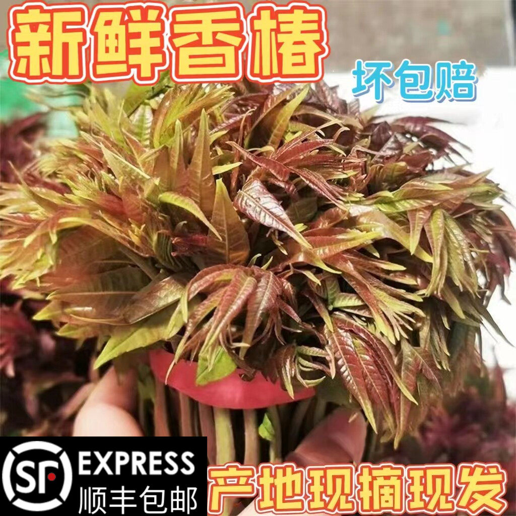 新鲜香椿芽四季香春芽嫩芽野生春芽当季产地现摘现发鲜嫩冷链包邮