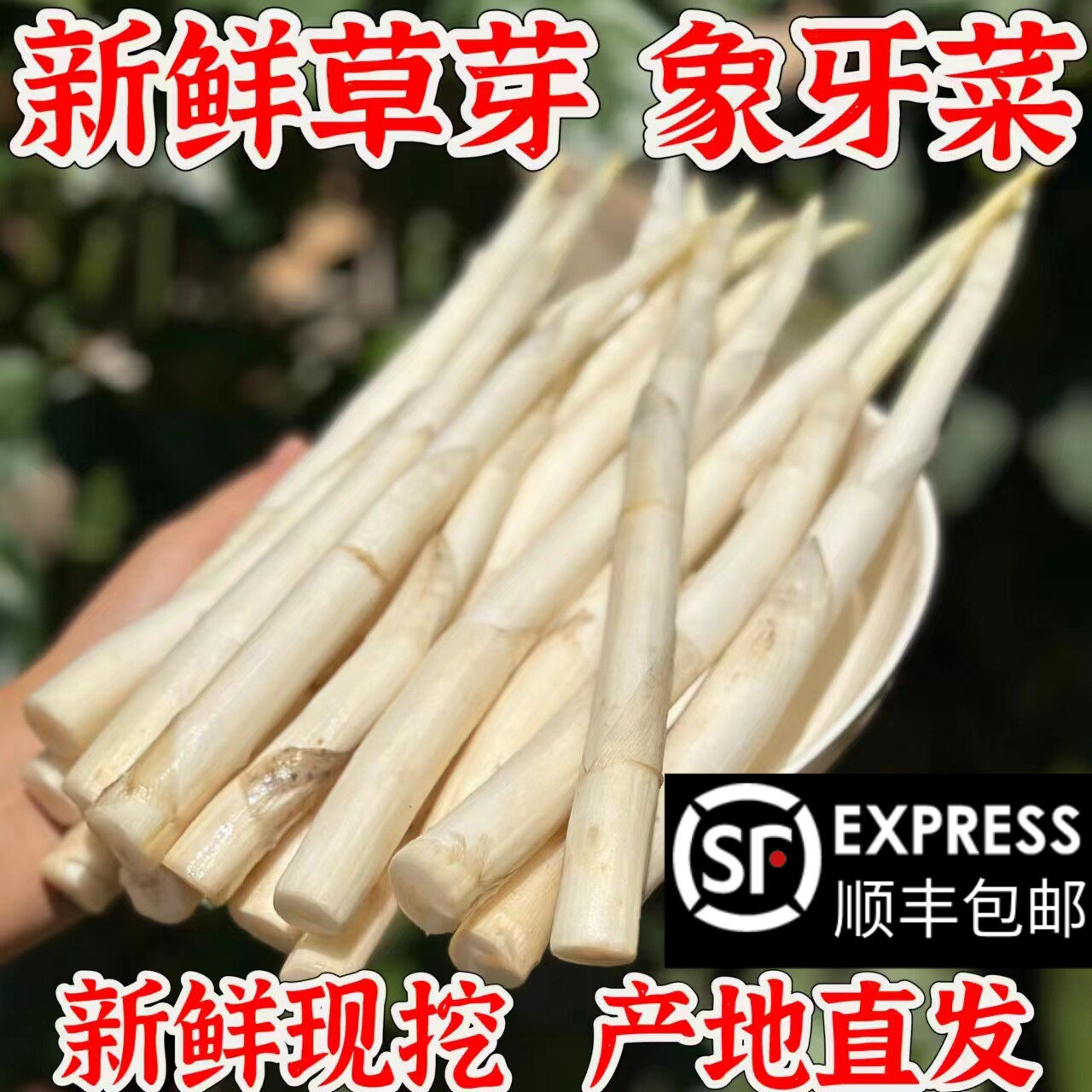 新鲜草芽象牙菜云南建水特产地方农家蔬菜舌尖上的美食香产地直发