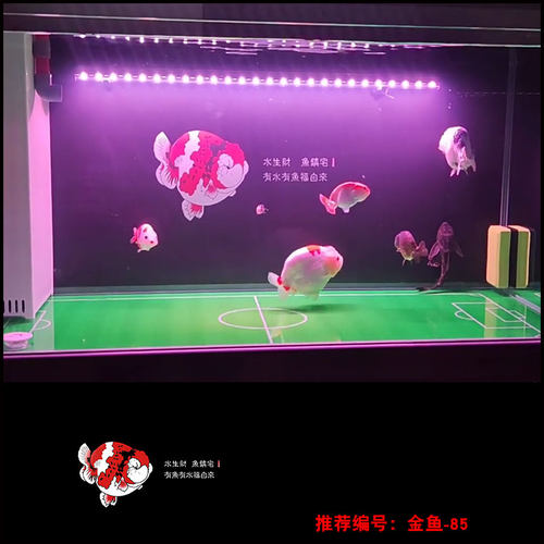 定制金鱼泰狮鹅头效果立体造景