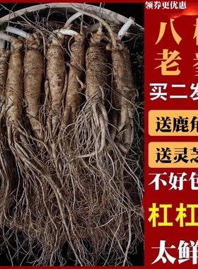 老参 新鲜人参长白山脉人参鲜带土参泡酒生人参东北特产人参