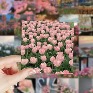 饰贴画防水 饰手账手机笔记本装 新款 鲜花郁金香贴纸ins清新花卉装