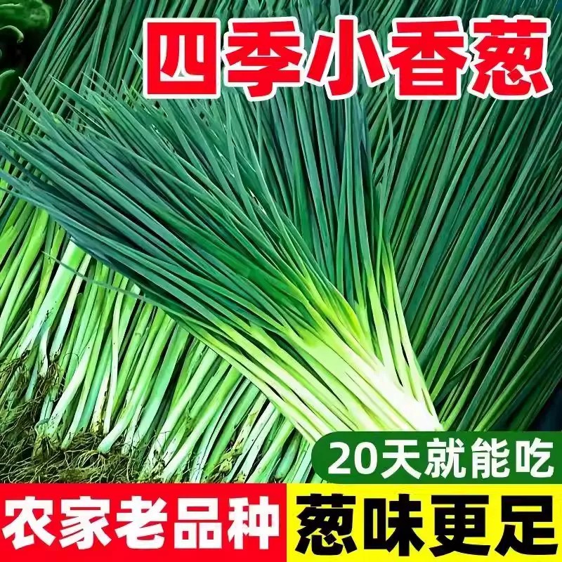 兰妃四季播易种小香葱种子