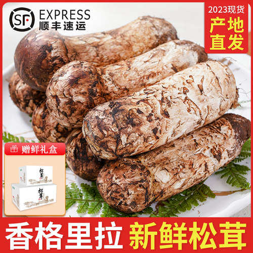 云南野生松茸香格里拉