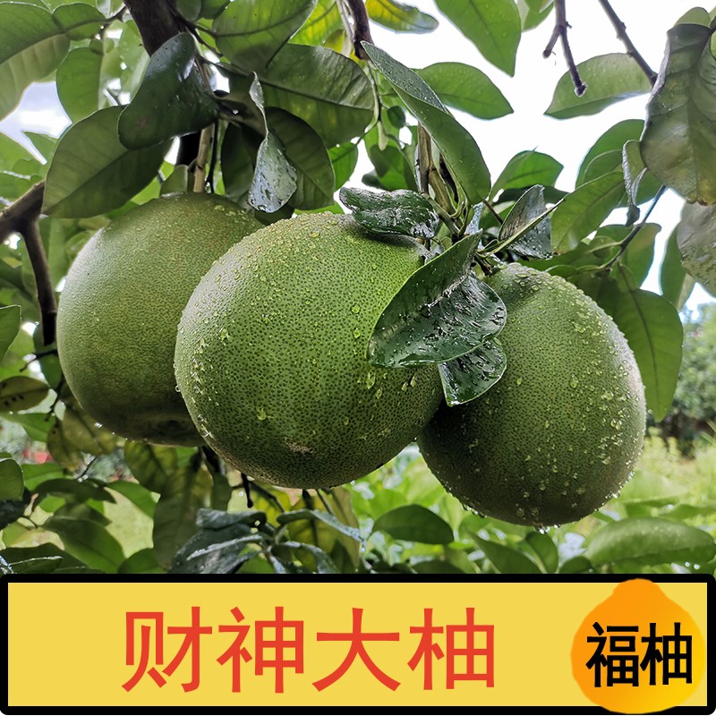 精选大柚子财神柚拜神摆台柚现摘新鲜梅州金柚沙田柚蜜柚