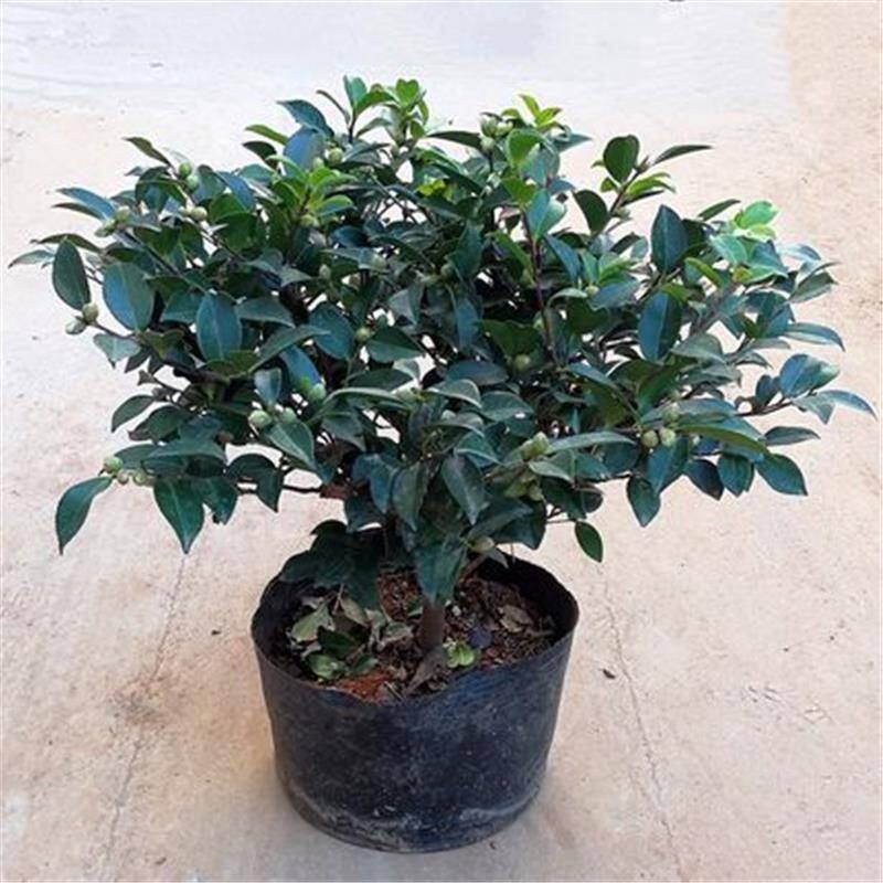 茶梅花苗树苗茶梅球茶花盆栽冬茶梅盆栽四季带花苞庭院耐寒茶花苗