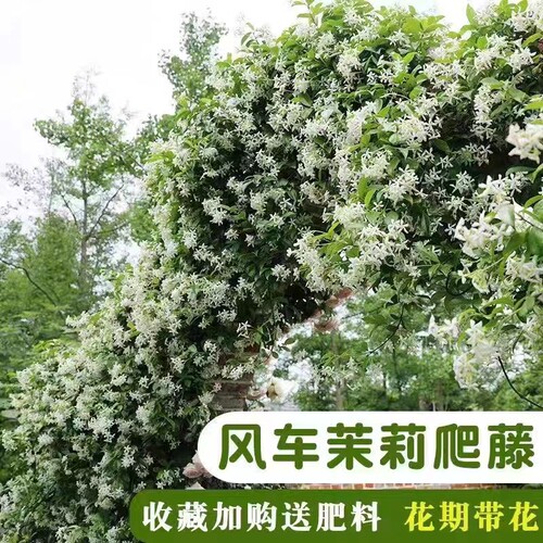 风车茉莉花苗盆栽爬藤大花苗植物银丝茉莉浓香卉阳台庭院四季开花
