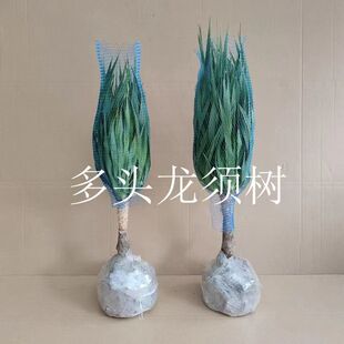 龙血树多头龙须室内客厅阳台摆放书房办公室美化环境室外庭院种植